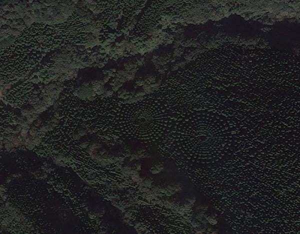جنگل های دایره ای شکل 